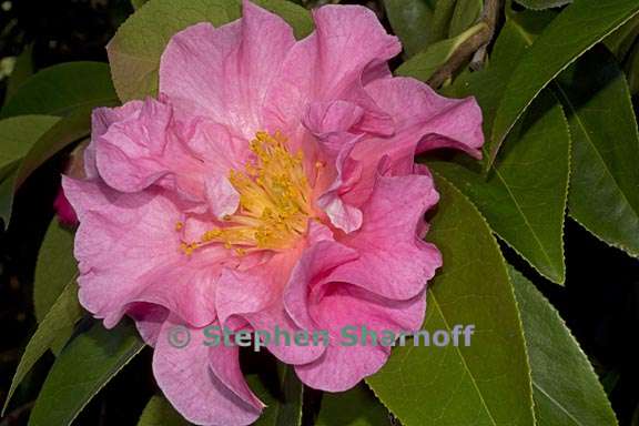 camellia rotundifolia 1 graphic